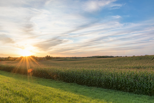 Campo de maíz listo para cosecha tardía por la tarde la luz, puesta del sol, Minnesota photo
