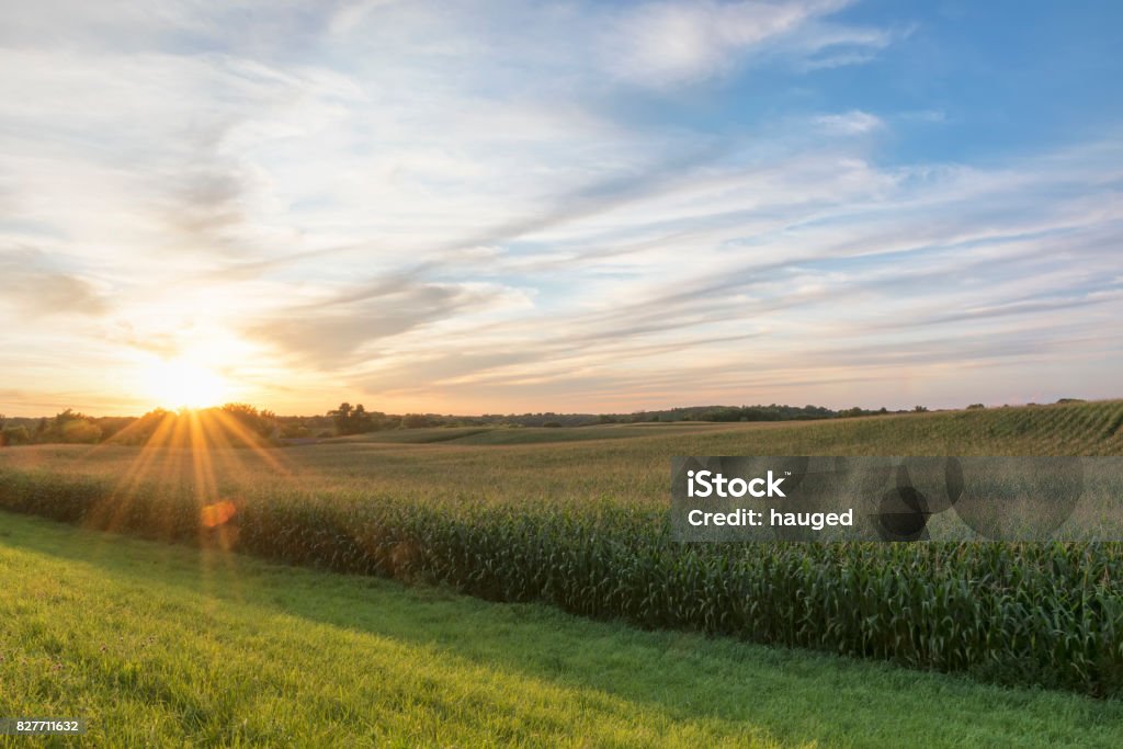 Champ de maïs prêt pour lumière après-midi fin de moisson, coucher de soleil, Minnesota - Photo de Maïs - Culture libre de droits