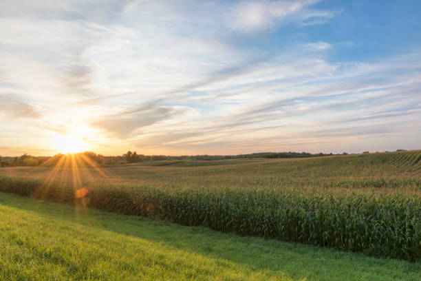 Cornfield ready for harvest late afternoon light, sunset, Minnesota Corn - Crop, Plant, Crop, Field, Farm, sunset midwest usa stock pictures, royalty-free photos & images
