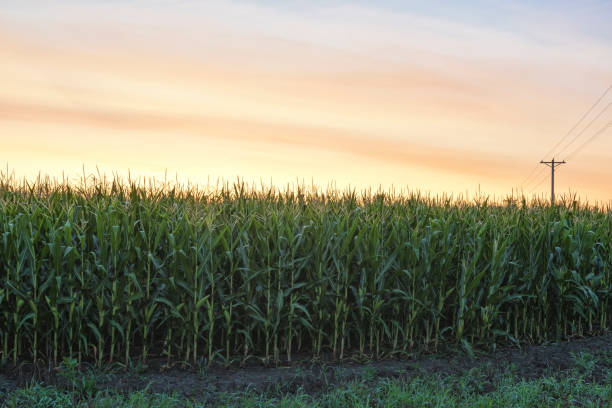 istock Cornfield ready for harvest at morning light during sunrise, telephone pole, Minnesota 827711706