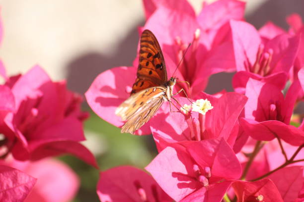 The butterfly and flowers , Butterfly garden bougainvillea flower