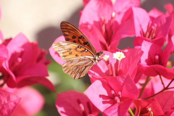 butterfly and tropical flowers  in southern Brazil