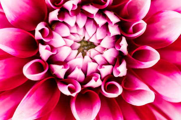 istock colorful macro shot of a flower 827718012