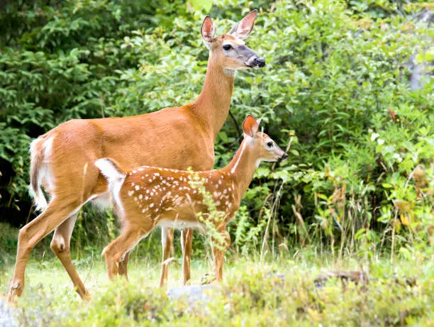 Mother and baby deer. The fawn is in front of the doe, and has white spots. Woods in the background.