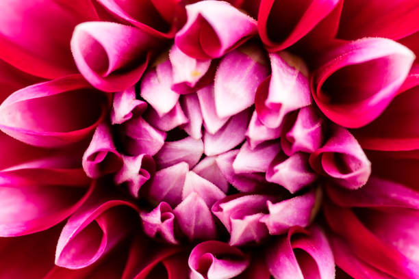 istock colorful macro shot of a flower 827718130