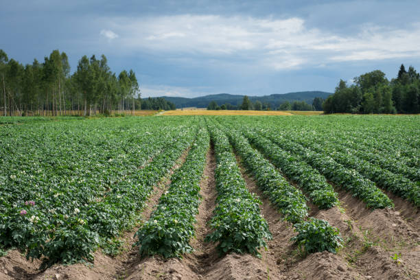 stor potatis fältet med växter i fina raka rader - potatis sweden bildbanksfoton och bilder