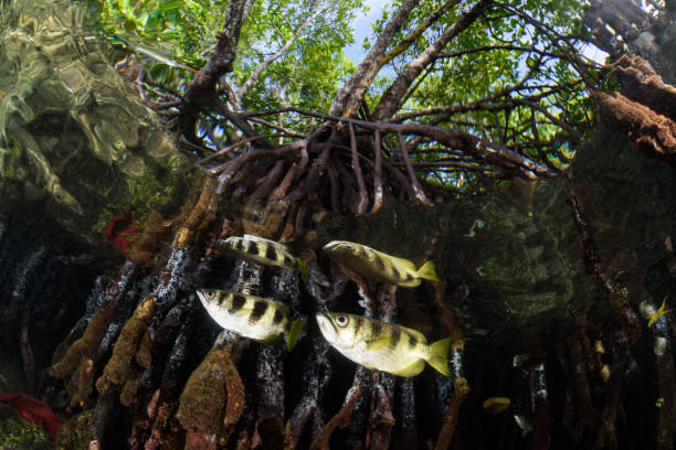 istock Archerfish in the Mangroves 827720728