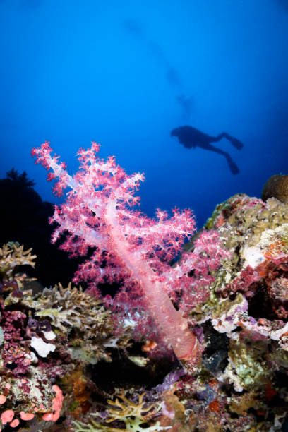 istock Scuba Diver and Soft Coral 827720734