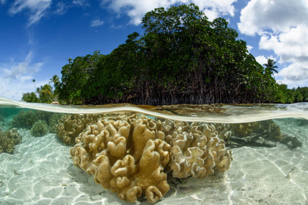 istock Leather Coral and Mangrove Forest 827720846