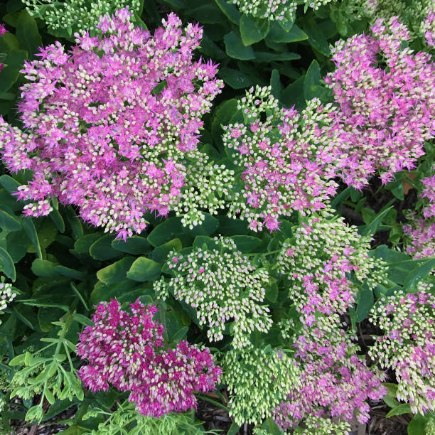 istock Sedum in Garden after Rain 827721032