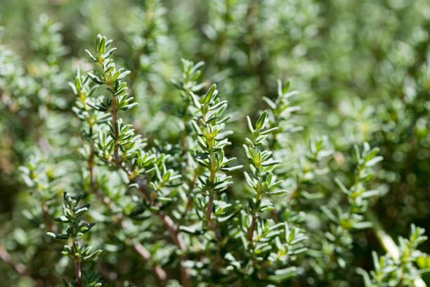 istock Fresh thyme growing in the garden 827722208
