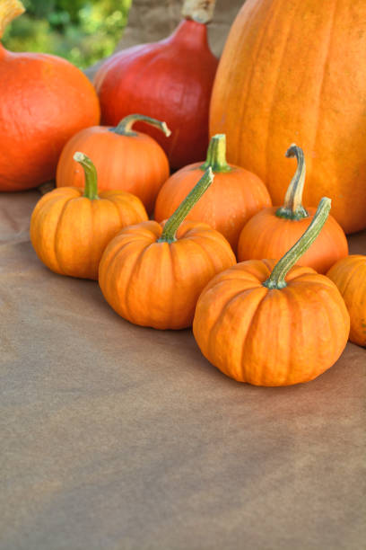 istock Autumnal orange pumpkins 827725518