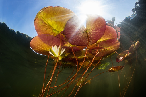 A water lily flower grows with lily pads in a freshwater pond on Cape Cod, Massachusetts. This beautiful New England peninsula is a popular summer vacation destination.