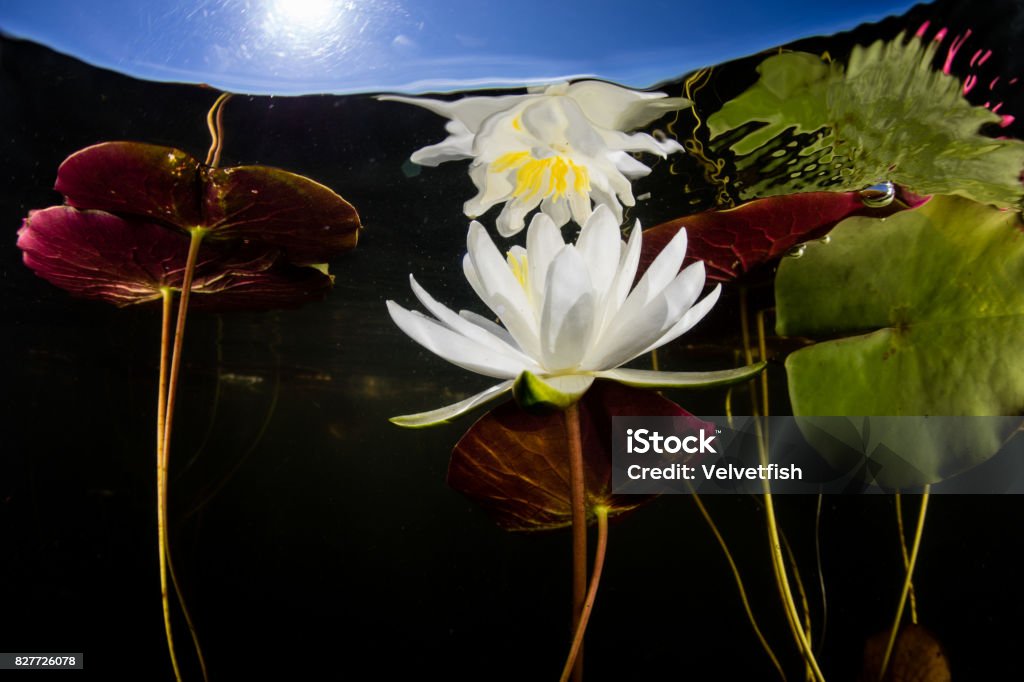 Flor De Lirio De Agua Bajo El Agua Foto de stock y más banco de imágenes de Agua dulce - Agua - Agua dulce - Agua, Aventura, Belleza - iStock Flor De Lirio De Agua Bajo El Agua Foto de stock y más banco de imágenes de Agua dulce - Agua - Agua dulce - Agua, Aventura, Belleza - iStock