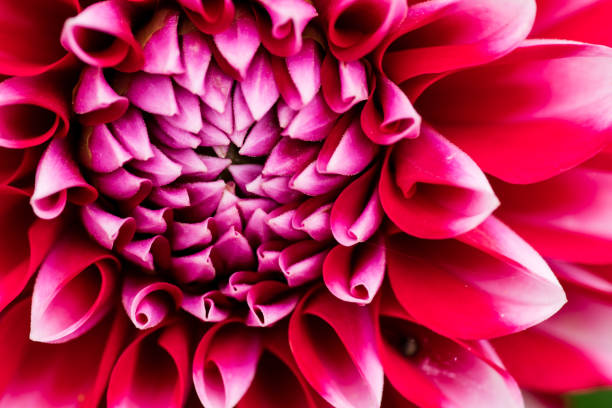 istock colorful macro shot for flowers 827726190