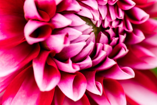 istock colorful macro shot for flowers 827726362