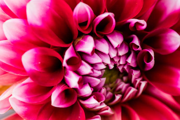 istock colorful macro shot for flowers 827726568