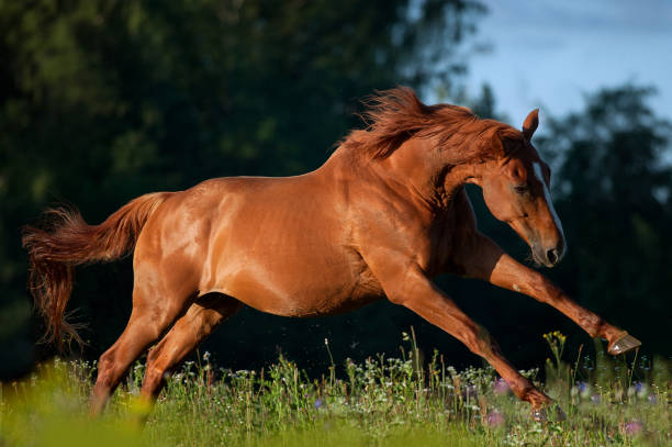 istock Free horses in summer 827728670
