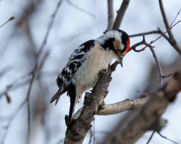 Lesser Spotted Woodpecker (Dendrocopos minor) Дятел малый пестрый. Lesser Spotted Woodpecker (Dendrocopos minor), male lesser spotted woodpecker stock pictures, royalty-free photos & images