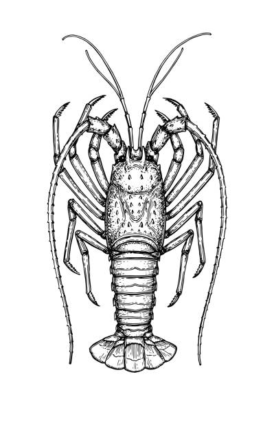 가시 랍스터의 잉크 스케치 - lobster seafood prepared shellfish crustacean stock illustrations