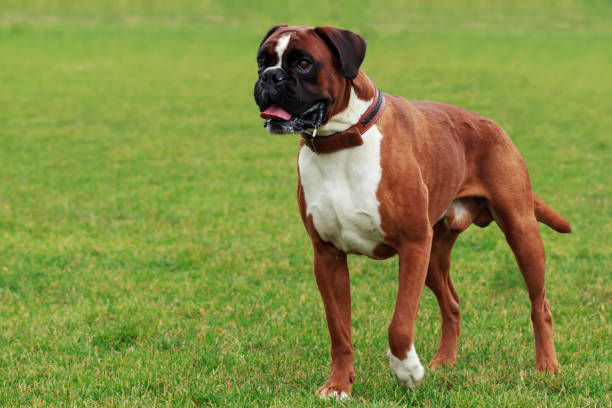 istock The dog breed Boxer 827736074