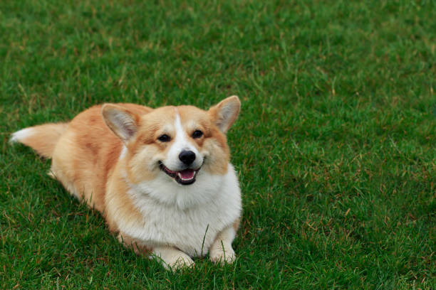 istock Dog breed Welsh Corgi Pembroke 827736192