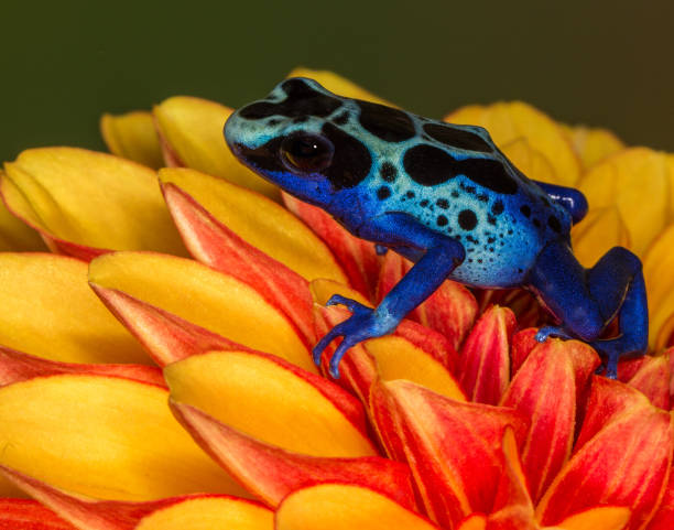istock Blue Azureus Dart Frog on A Flower 827736572