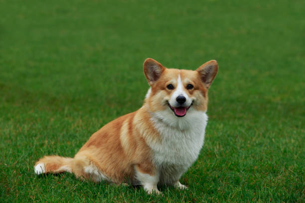 istock Dog breed Welsh Corgi Pembroke 827736742