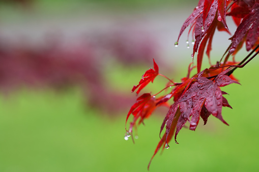 Leaves of red Japanese-maple (Acer japonicum) with water drops after rain on green natural background