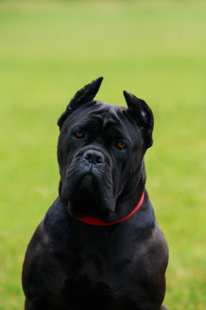 istock The dog breed Italiano Cane Corso 827736952