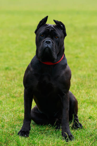 istock The dog breed Italiano Cane Corso 827739318