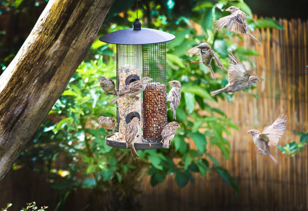 sparrows on feeder sparrows on garden feeder waiting to have a turn bird feeder photos stock pictures, royalty-free photos & images