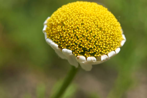 anthemis arvensis л. - chamomile plant chamomile german chamomile annual стоковые фото и изображения