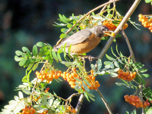 istock Thornhill American Robin on a rowanberry tree 2017 827749790