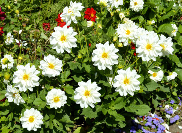 istock Dahlia Dahlietta Series white 827750858