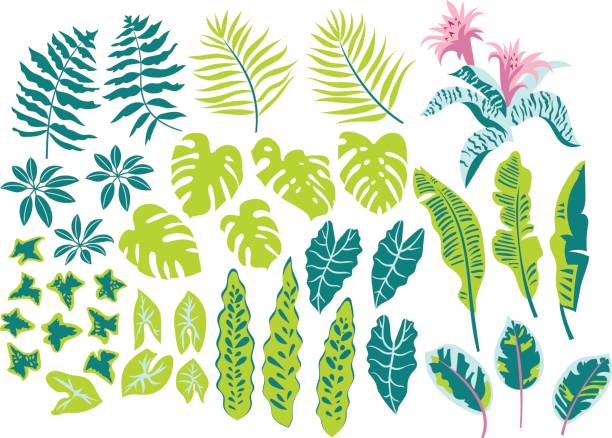 ilustrações de stock, clip art, desenhos animados e ícones de vector set - fern forest ivy leaf