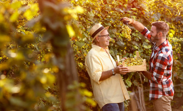 satisfied family farmers harvesting grapes in vineyard
