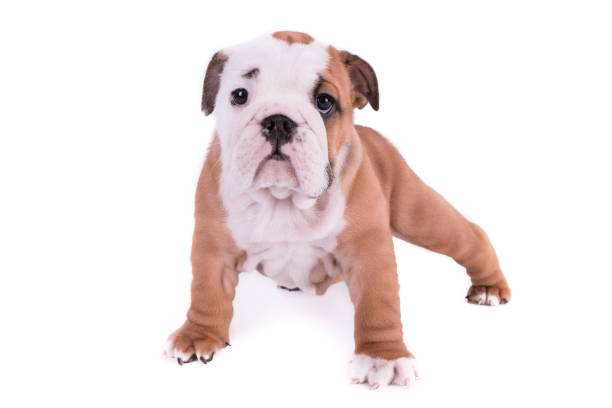 istock Bulldog Puppy 827751572