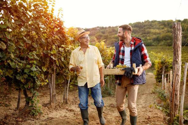 vineyard and ripe grapes- People working in vineyard