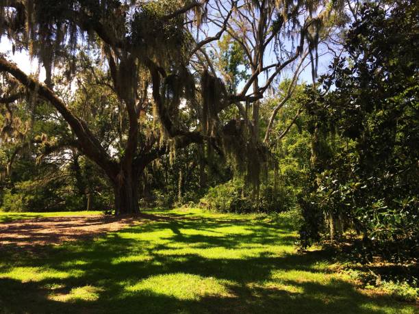 istock Spanish Moss hanging from tree in South Carolina Low Country 827754198