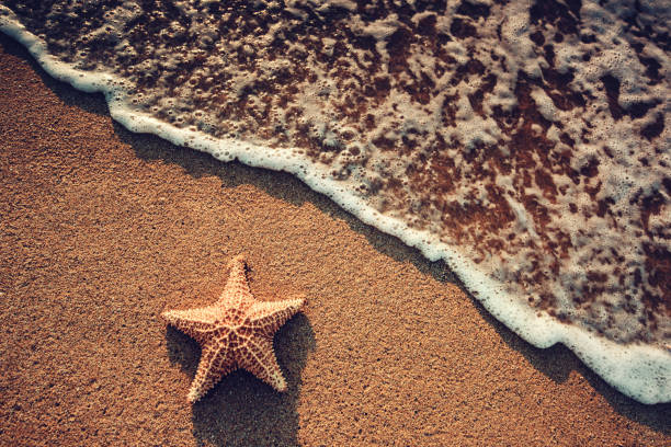 istock Seastar or sea starfish standing on the sandy beach, sunrise shot 827754776