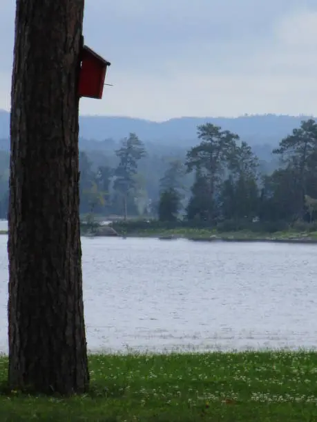 scenic view of river between trees with birdhouse