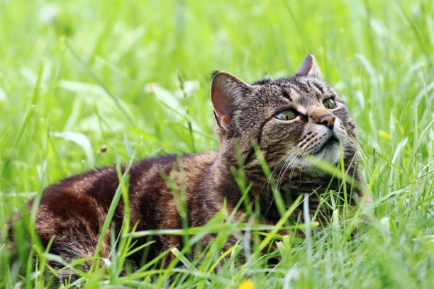istock A curious brown-black cat is relaxing in the grass 827758268