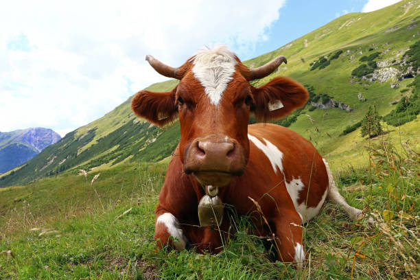 vaca simmental con cuernos y bell en las montañas - animal head cow animal bell fotografías e imágenes de stock