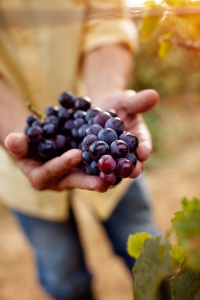 istock close-up of blue grapes 827765838