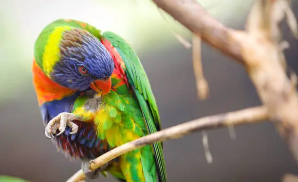 Photo of Lorakeet Biting His Feathers