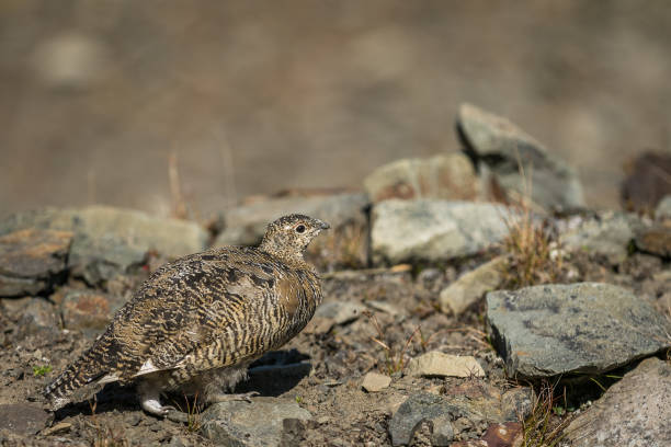 istock Svalbard Rock ptarmigan, Lagopus muta hyperborea, female with summer plumage, Svalbard 827779130
