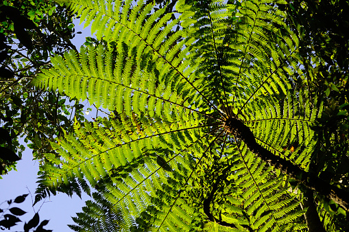 Tree fern from below in the rainforest of Andasibe National Park, Madagascar