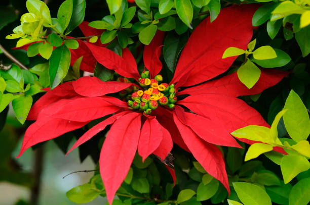 gros plan de la fleur rouge de poinsettia, euphorbia pulcherrima, dans le jardin - flower head poinsettia euphorbiaceae leaf photos et images de collection