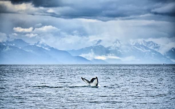 humpack wielorybów polowanie na błoto bay alaska - lynn canal zdjęcia i obrazy z banku zdjęć